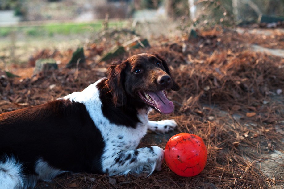 Das Portrait eines Hundes, aufgenommen mit einem 50mm Normalobjektiv, Festbrennweite. Eine weit offene Blende sorgt hier für die geringe Schärfentiefe und das angenehme Bokeh. Es war zudem später Nachmittag und folglich nicht mehr viel Licht vorhanden - die Lichtstärke dank weit offener Blende kompensierte dies recht gut.