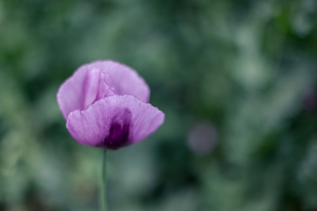 Fotografiert mit einem 50mm Normalobjektiv an einer Vollformatkamera bei offener Blende (1.4) - dadurch entsteht das schöne Bokeh und die leichte Unschärfte schmeichelt dem Motiv. Für Blumen und andere Flora sind 50mm noch gut geeignet - schwieriger wird es in der Natur jedoch mit wilden Tieren, die ab einer gewissen Nähe (Fluchtdistanz) dann schnell das Weite suchen. Dafür müssen dann andere Brennweiten her.