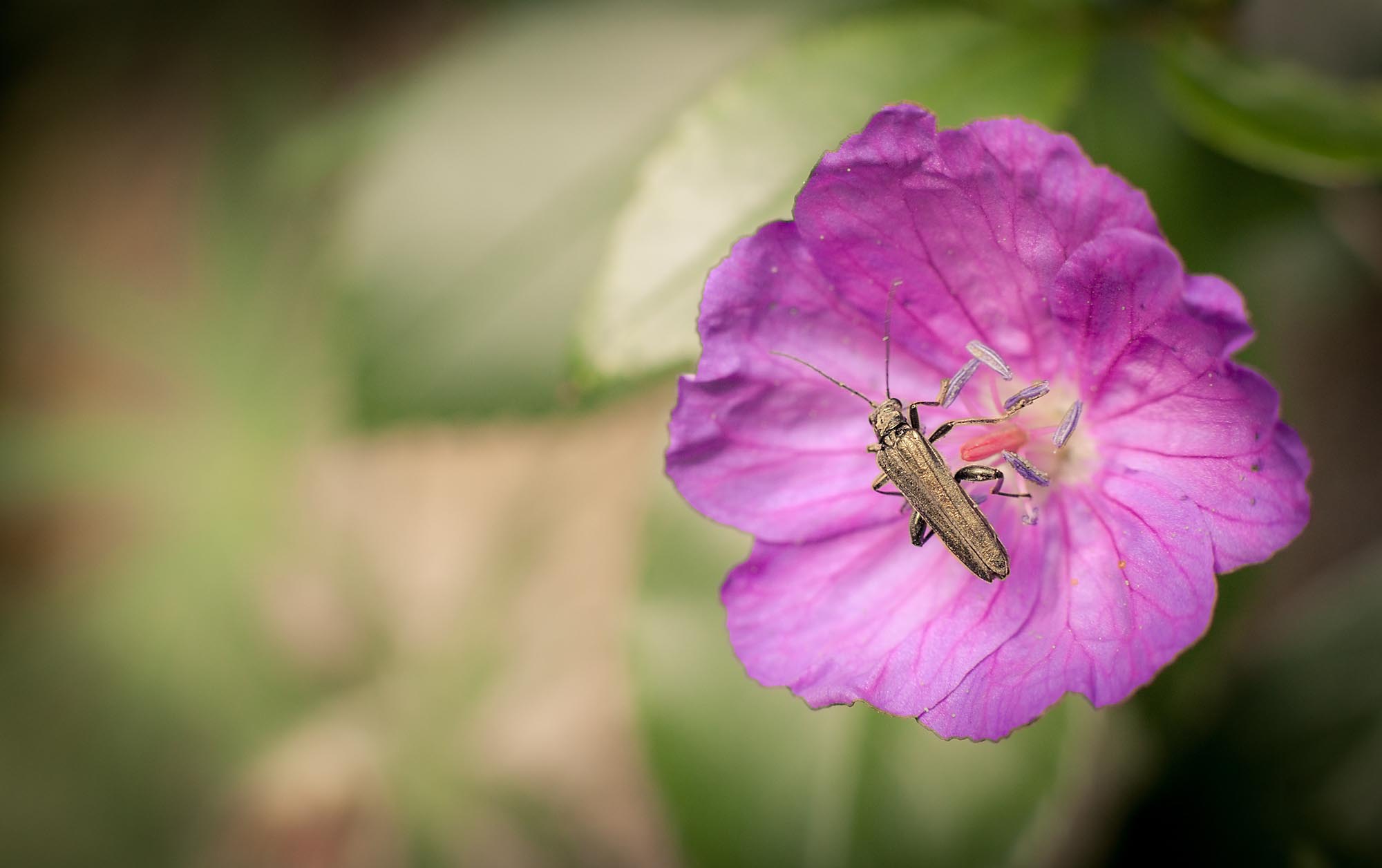 Ein Käfer auf einer Blume, fotografiert mit einem 50mm-Objektiv mit Zwischenring. Mit dieser Brennweite muss man schon sehr nah an das Motiv heran - die Gefahr, dass es "wegflattert" ist sehr groß. Hier hatte ich Glück.