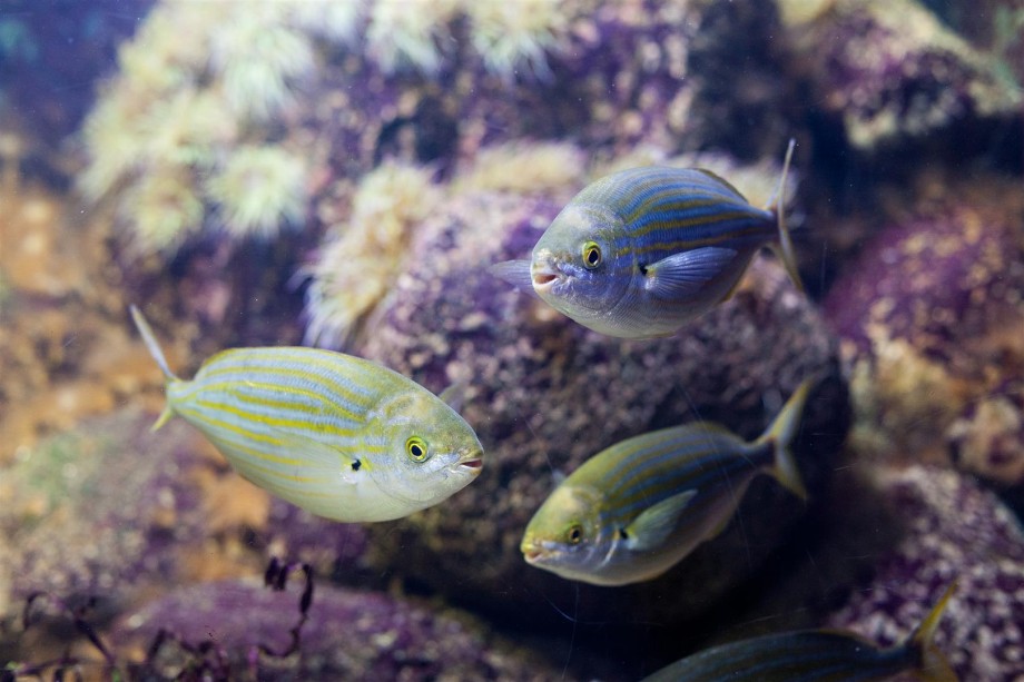 Aquarium im Zoo Leipzig_richtig-fotografiert.de