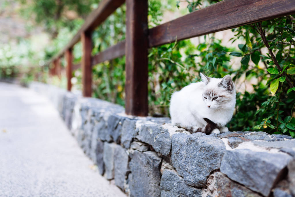 Gran Canaria 2017 - Katze im Bergdorf Guayadeque