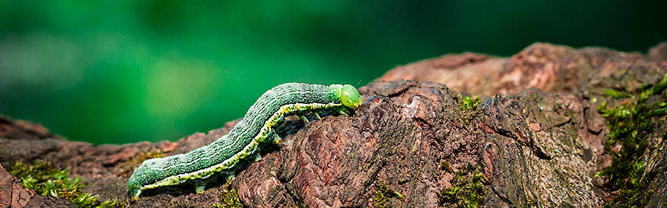 Eine Raupe auf einem Baum, Makroaufnahme Natur