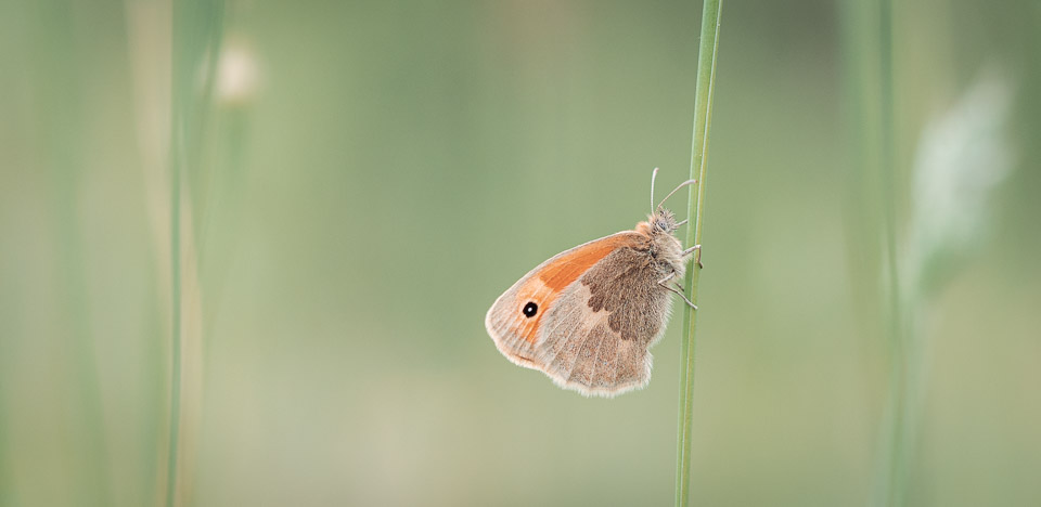 Makroaufnahme Schmetterling - richtig-fotografiert.de Blog