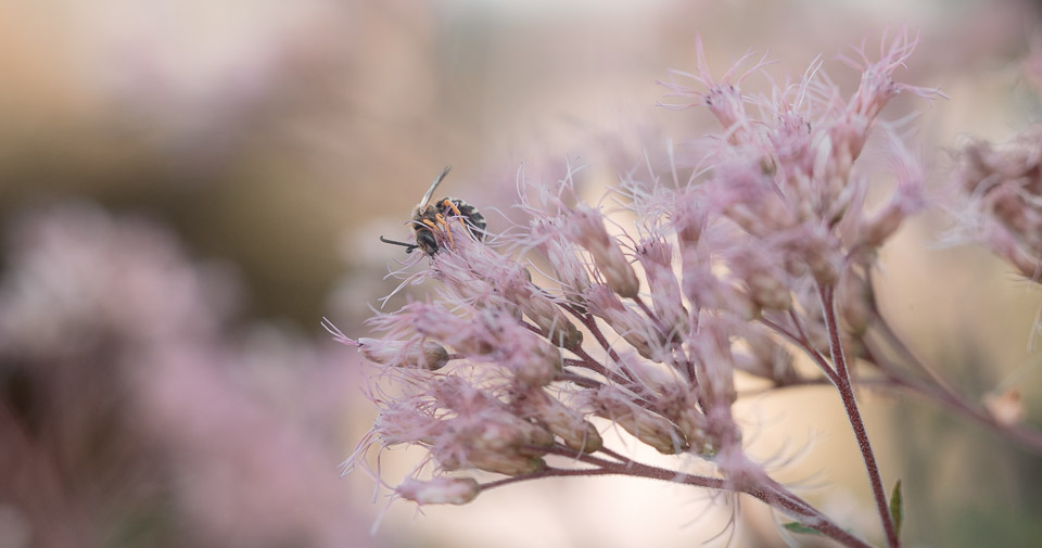 Beispiel Offenblende - Biene im Garten