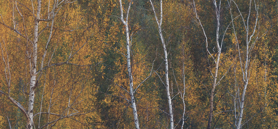 Herbst Birken Impression