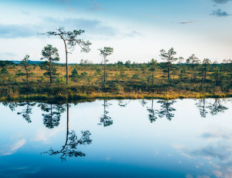 Landschaftsfotografie - Spiegelungen in einem Teich im Moor