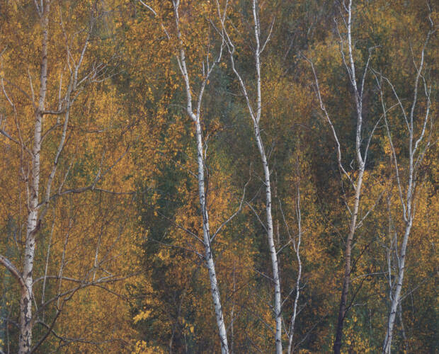 Birken im Herbst - malerische Herbstimpression