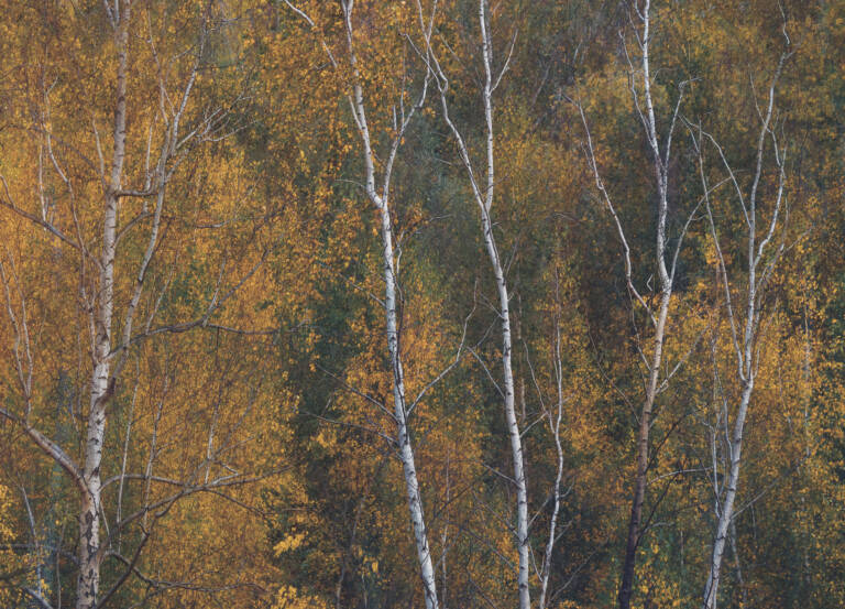 Birken im Herbst - malerische Herbstimpression