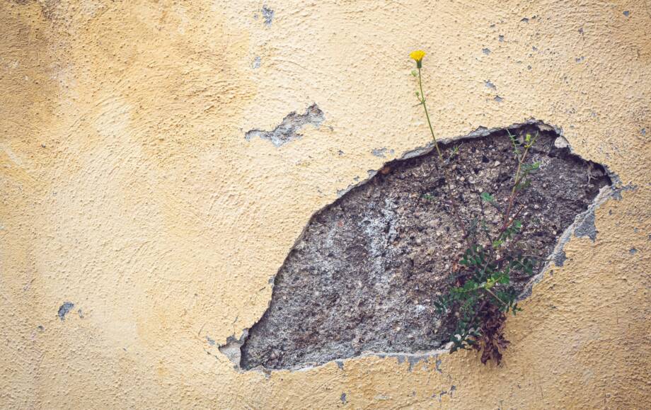 Pflanze an der Wand - Der Fotografische Blick - richtig-fotografiert.de