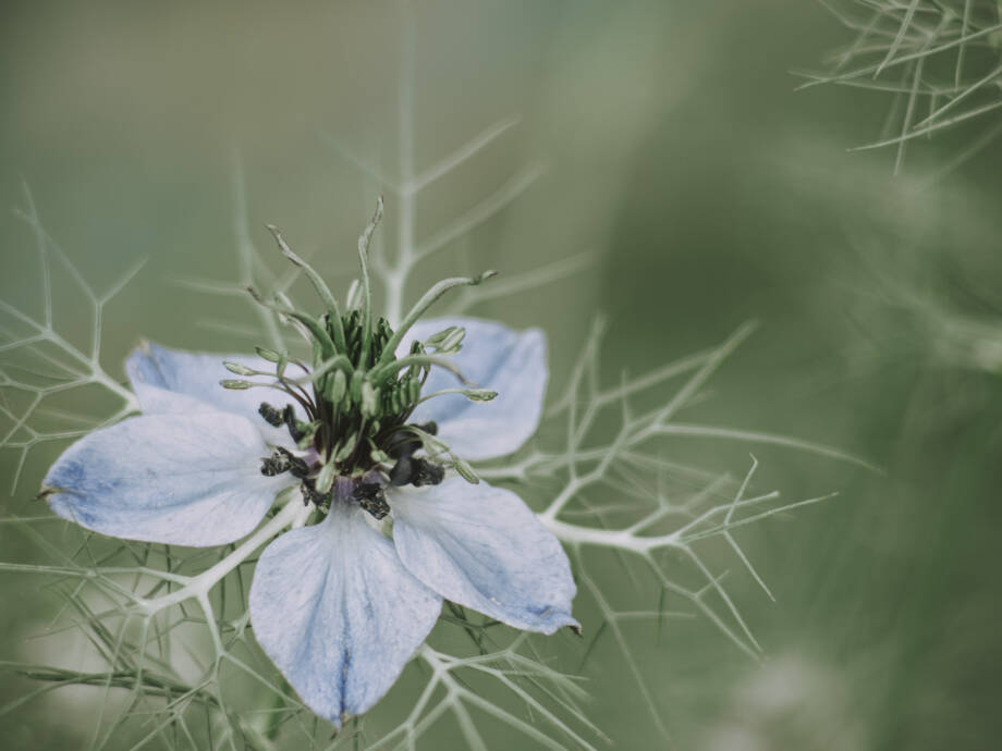 Blüte vor grünem Hintergrund - Der Fotografische Blick - richtig-fotografiert.de